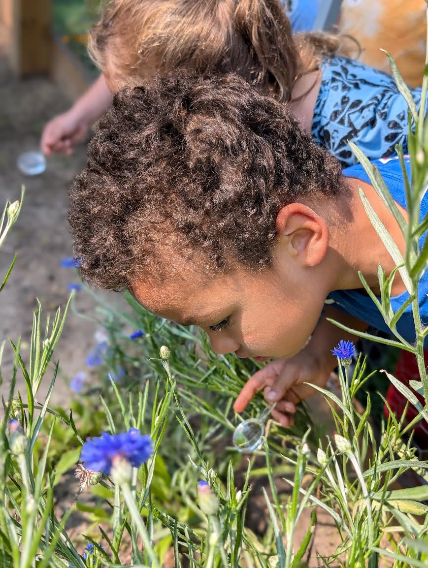 child looking closely at a purple flower